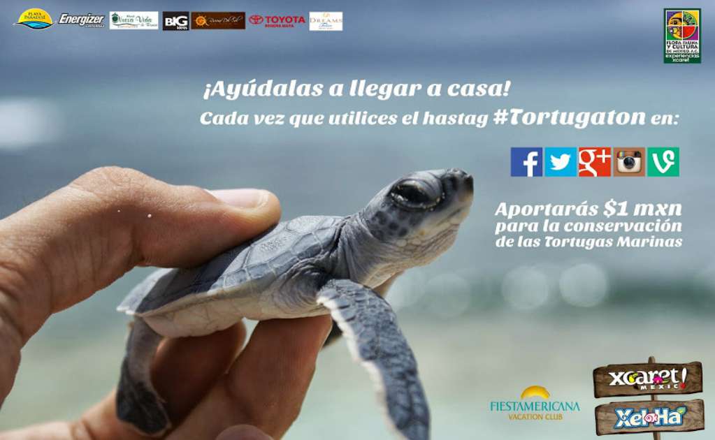 Protegen a las tortugas marinas con redes sociales
