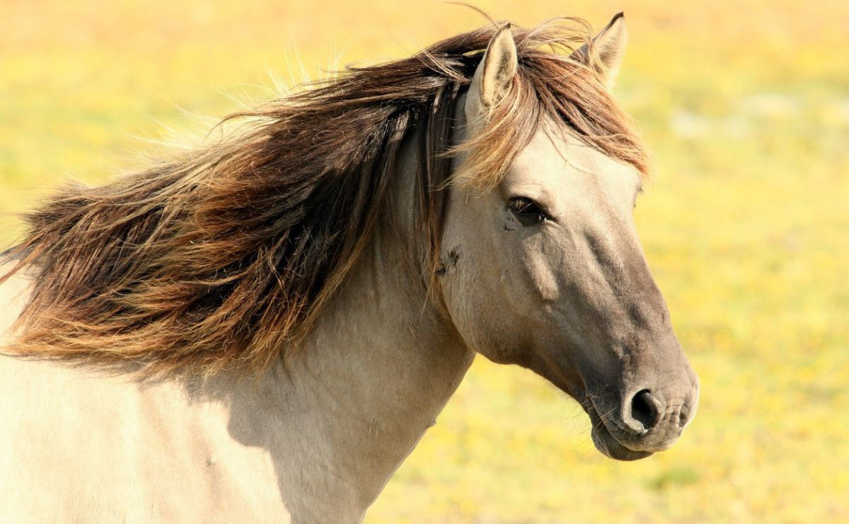 Cuántos años vive un caballo, según estudio universitario