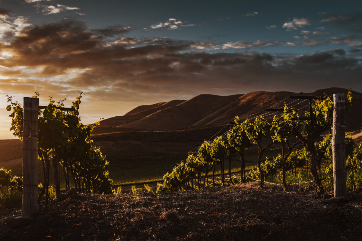 El vino de Tenerife ha conservado una identidad que otras regiones fueron diluyendo con el paso de los siglos. Foto: Magnific