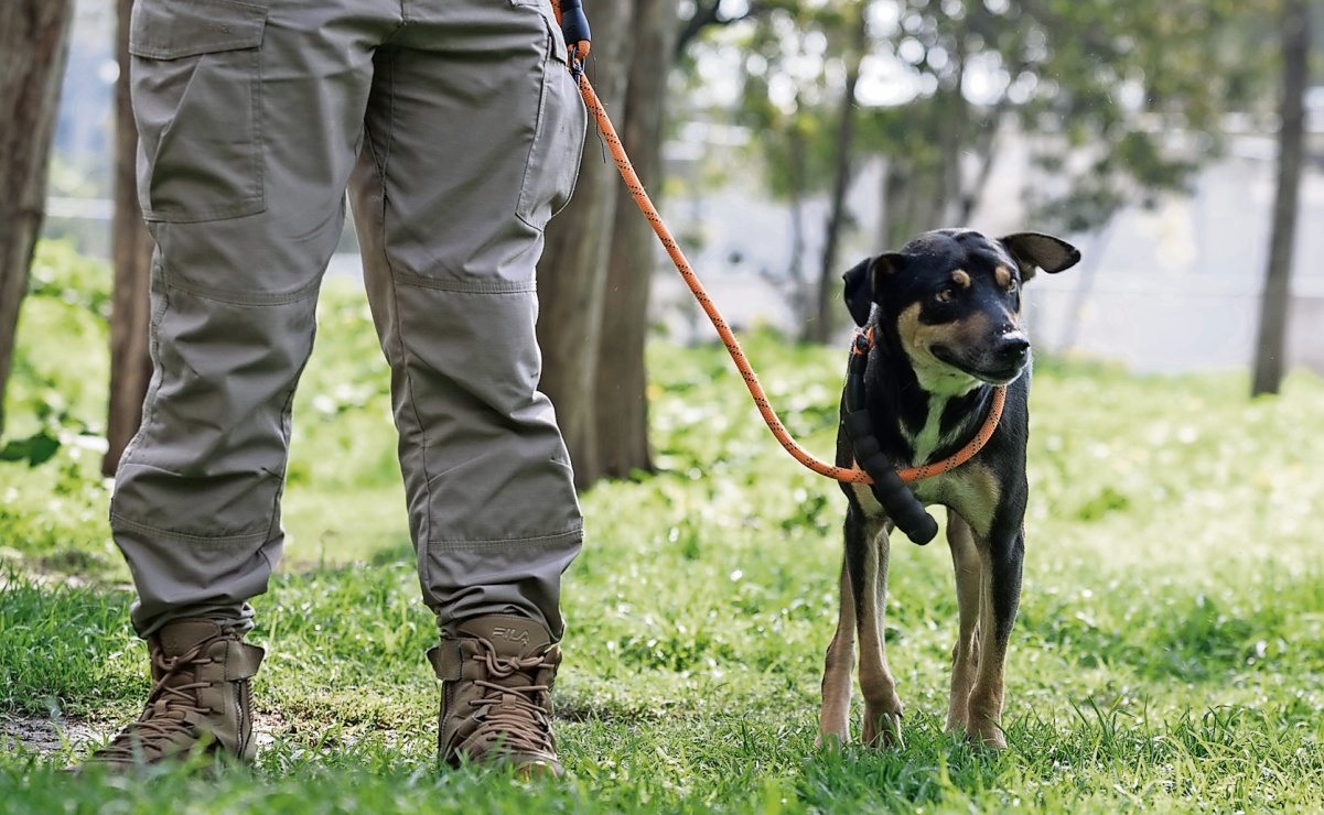 “Stinky”, el perrito rescatado tras “Otis” y que ahora busca hogar en la CDMX