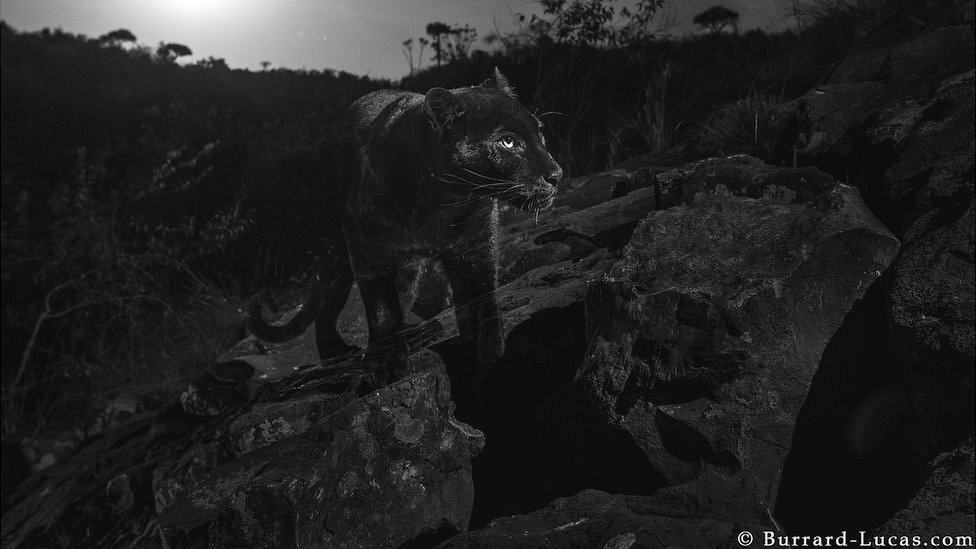 Logran fotografiar un leopardo negro, por primera vez en 100 años 