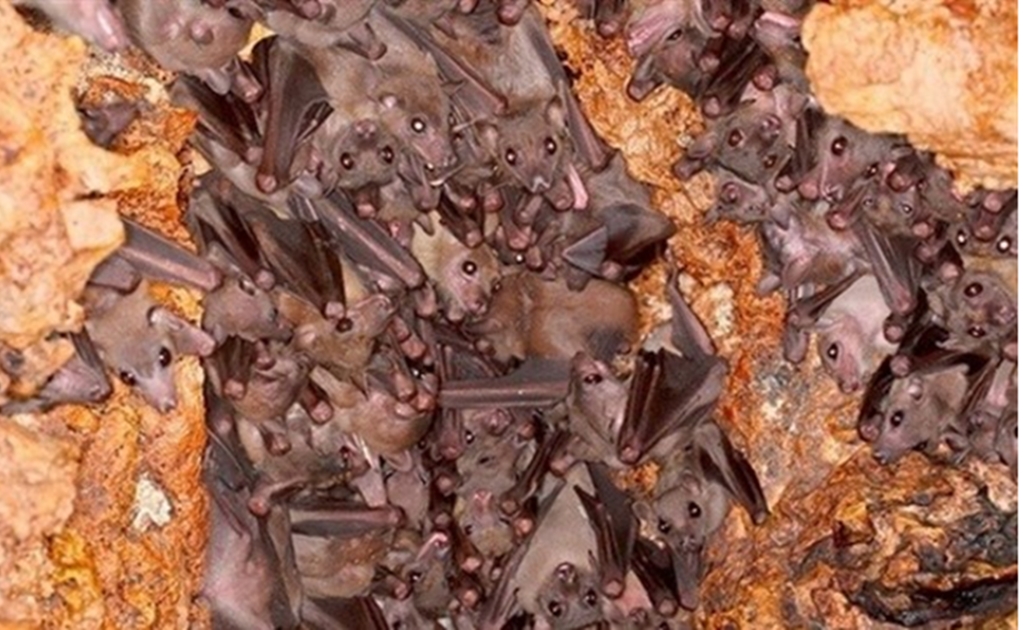Descifran comunicación de los murciélagos 