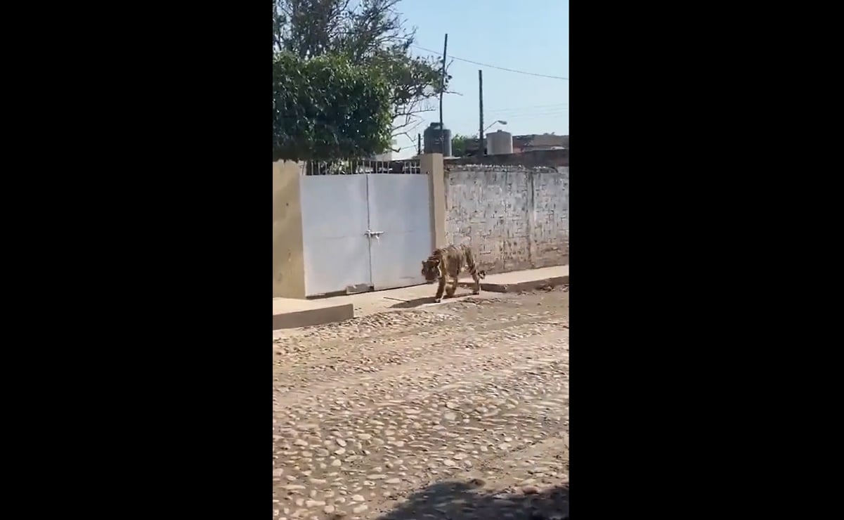 Captan a tigre de bengala deambulando por calles de Tecuala, Nayarit