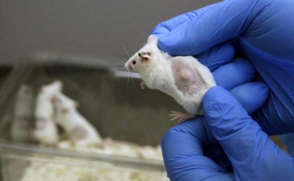 Manipulan genéticamente un ratón para que resista la adicción a la cocaína