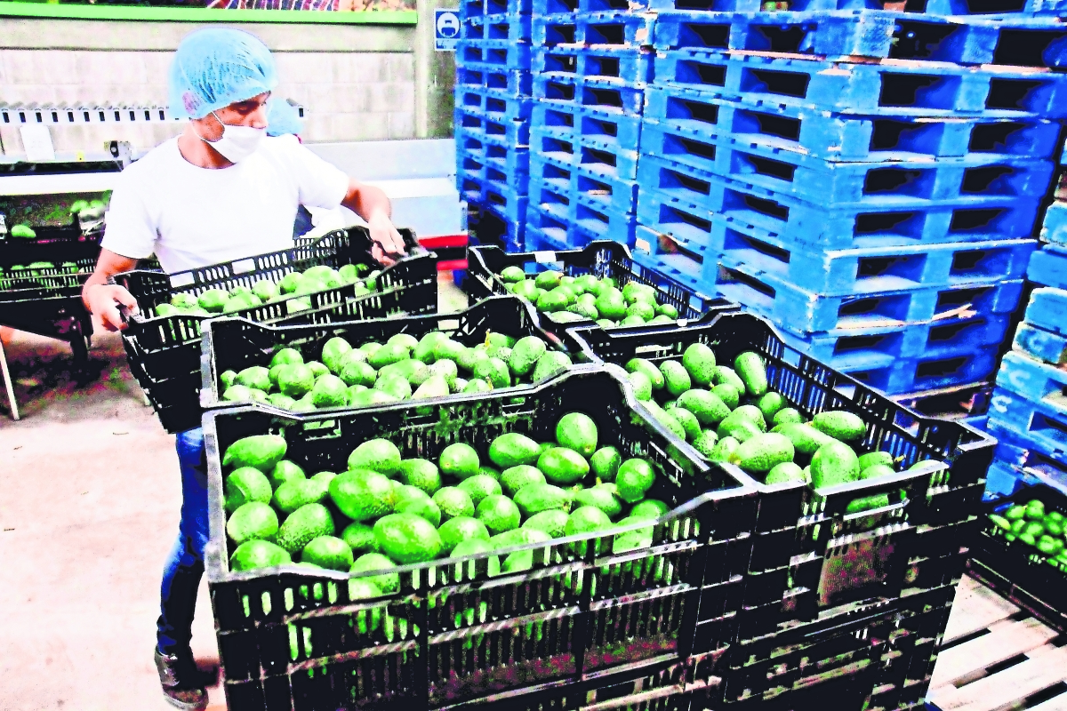 Acuerdo para exportación de aguacate a EU garantiza seguridad a inspectores y que no se tomen medidas unilaterales: SRE