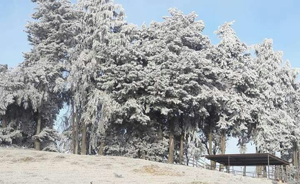 Bajas temperaturas cubren de blanco árboles en Tlaxcala