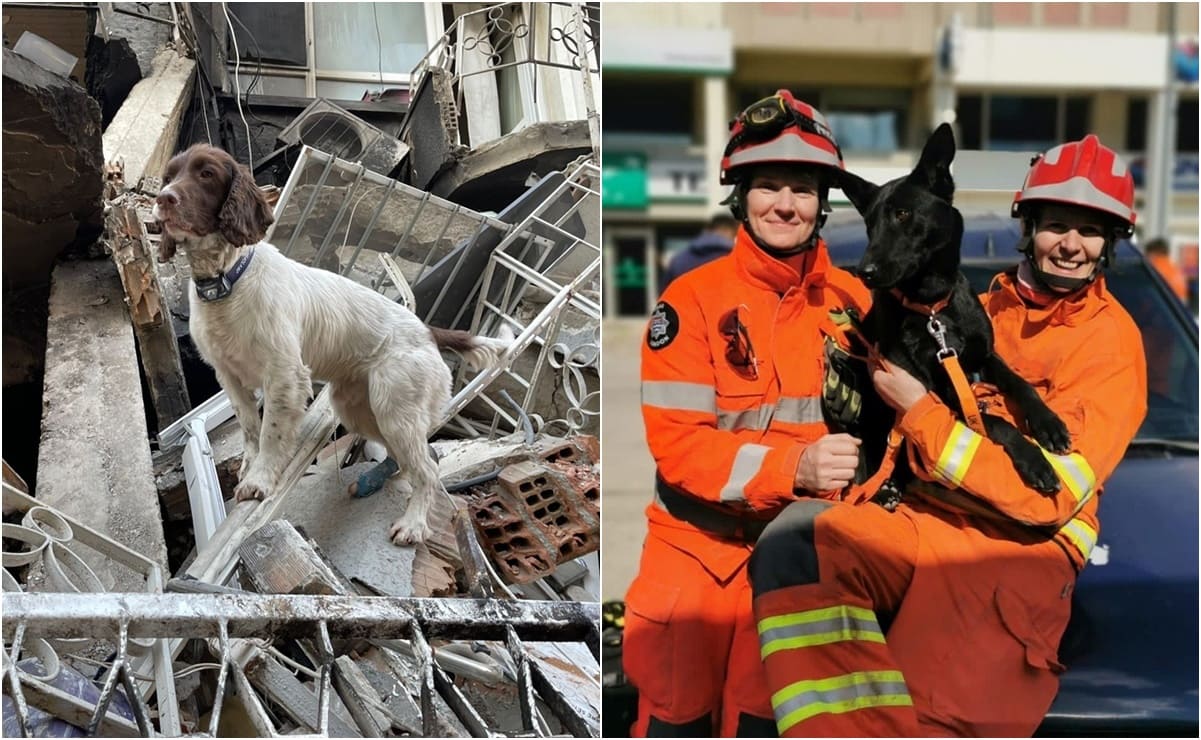 Davey y Vesper, los perritos rescatistas de Reino Unido que apoyan en rescates de Turquía