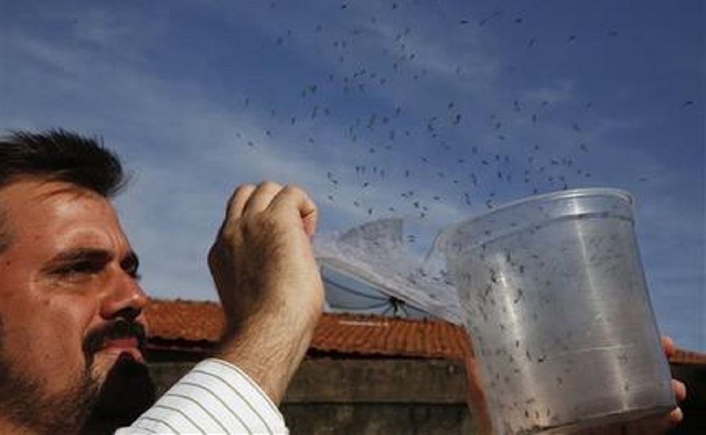 Latin America scrambles to squash Zika-spreading mosquito