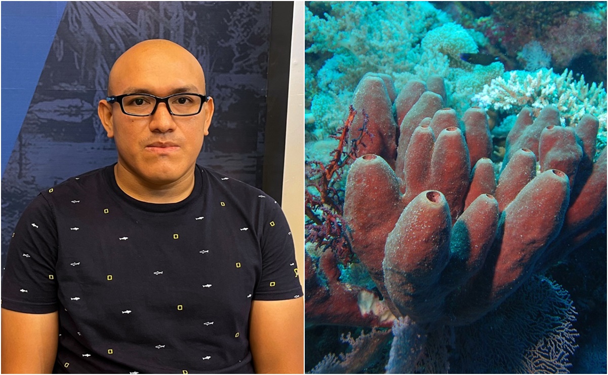 Biólogo mexicano descubre que las esponjas marinas podrían combatir al Covid-19