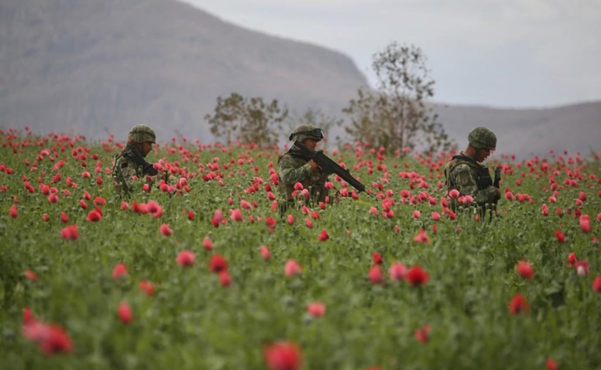 Sedena incinera el plantío de amapola más grande del que se tiene registro en lo que va del año