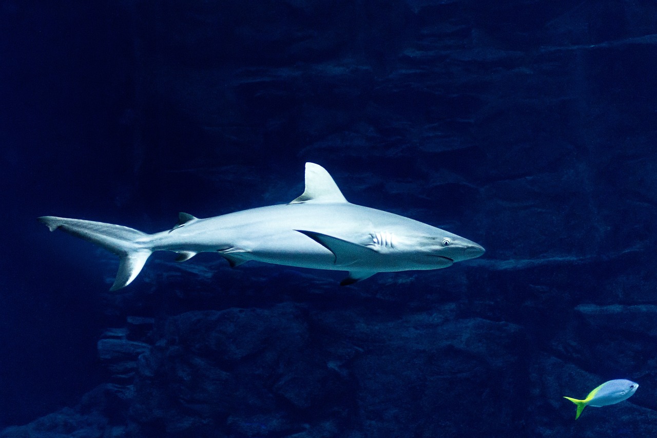 "Megalodón 2" llegó al cine: ¿cómo eran los mega tiburones prehistóricos?