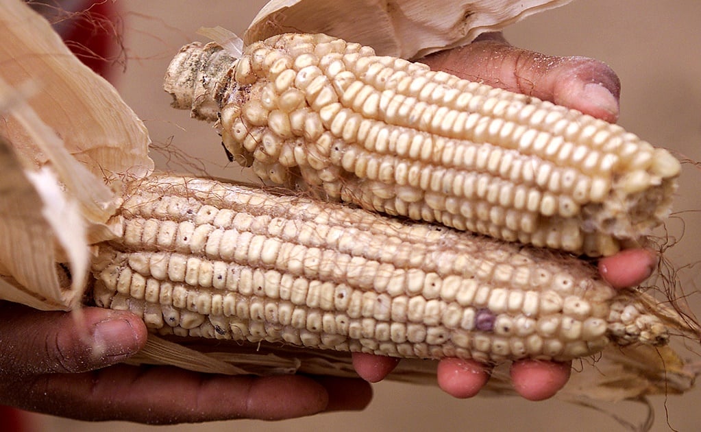 Indigenous Mexican corn threatened by U.S. biopiracy