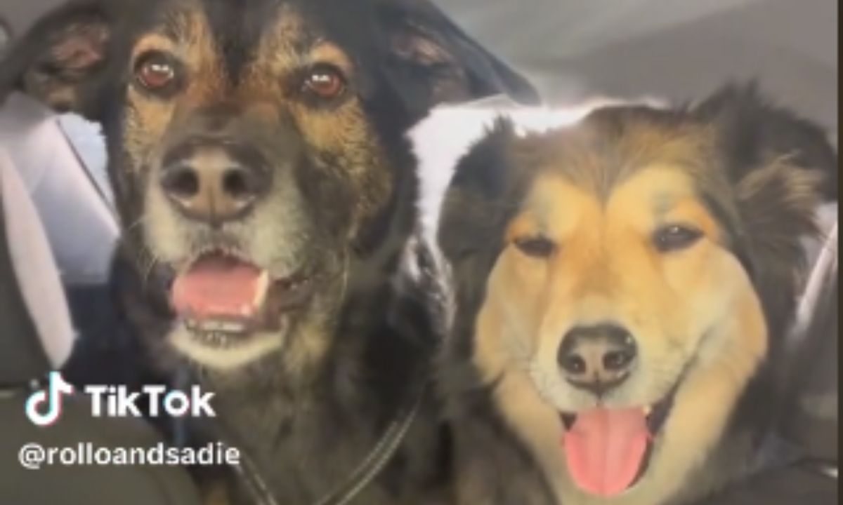 "Rollo" y "Sadie", los perritos que la rompen en TikTok por comunicarse a través de videollamadas