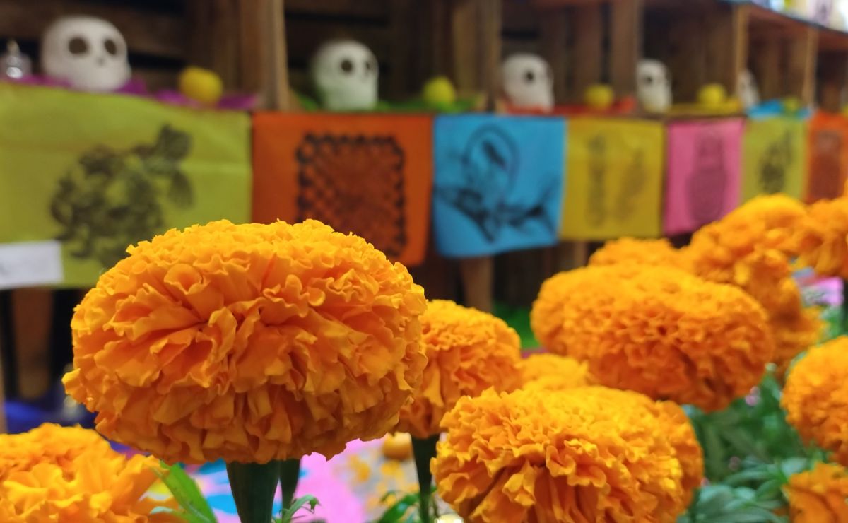 Mega Ofrenda Zócalo 2023: Fechas y temática en CDMX por Día de Muertos