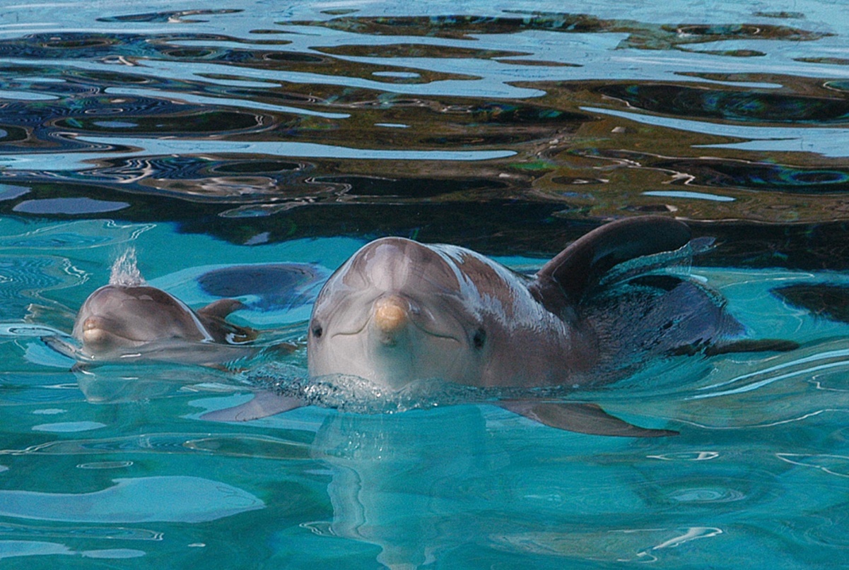 Restricciones de tráfico marítimo por Covid-19 provee a los delfines de mejores aguas donde habitar 