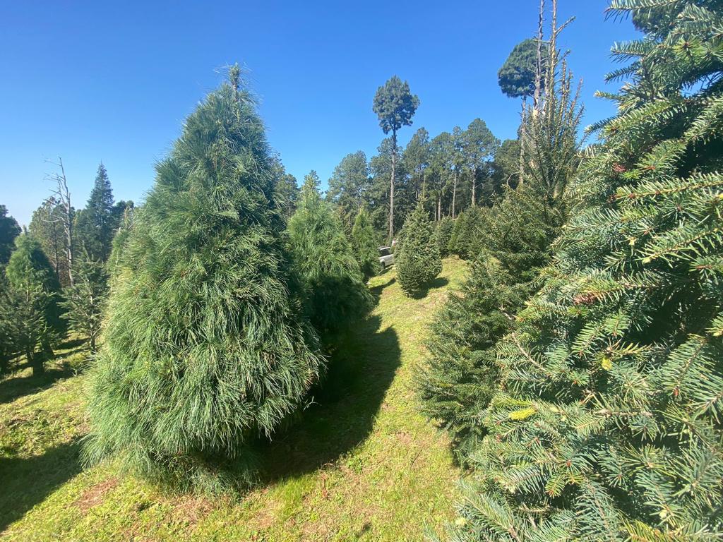 Desde $400 puedes comprar un árbol de Navidad en estos lugares del Edomex