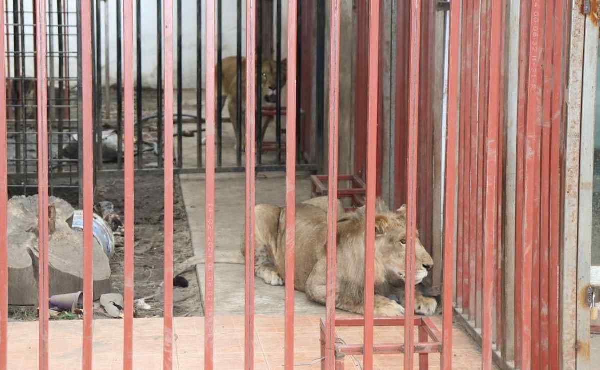 Leones encontrados en casa cateada son llevados a Puebla