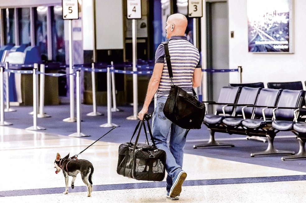 Mascotas a bordo del avión; un servicio en auge