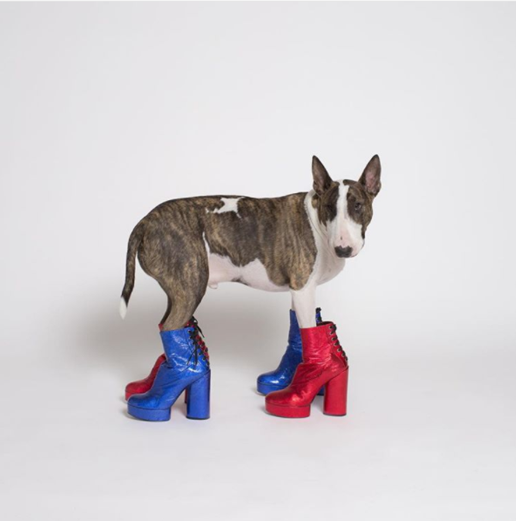 Naville Jacobs, el perro fashion de Instagram