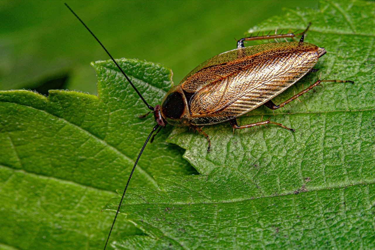 Conoce el aroma que atrae a la "súper cucaracha", insecto que tiene en alerta a México