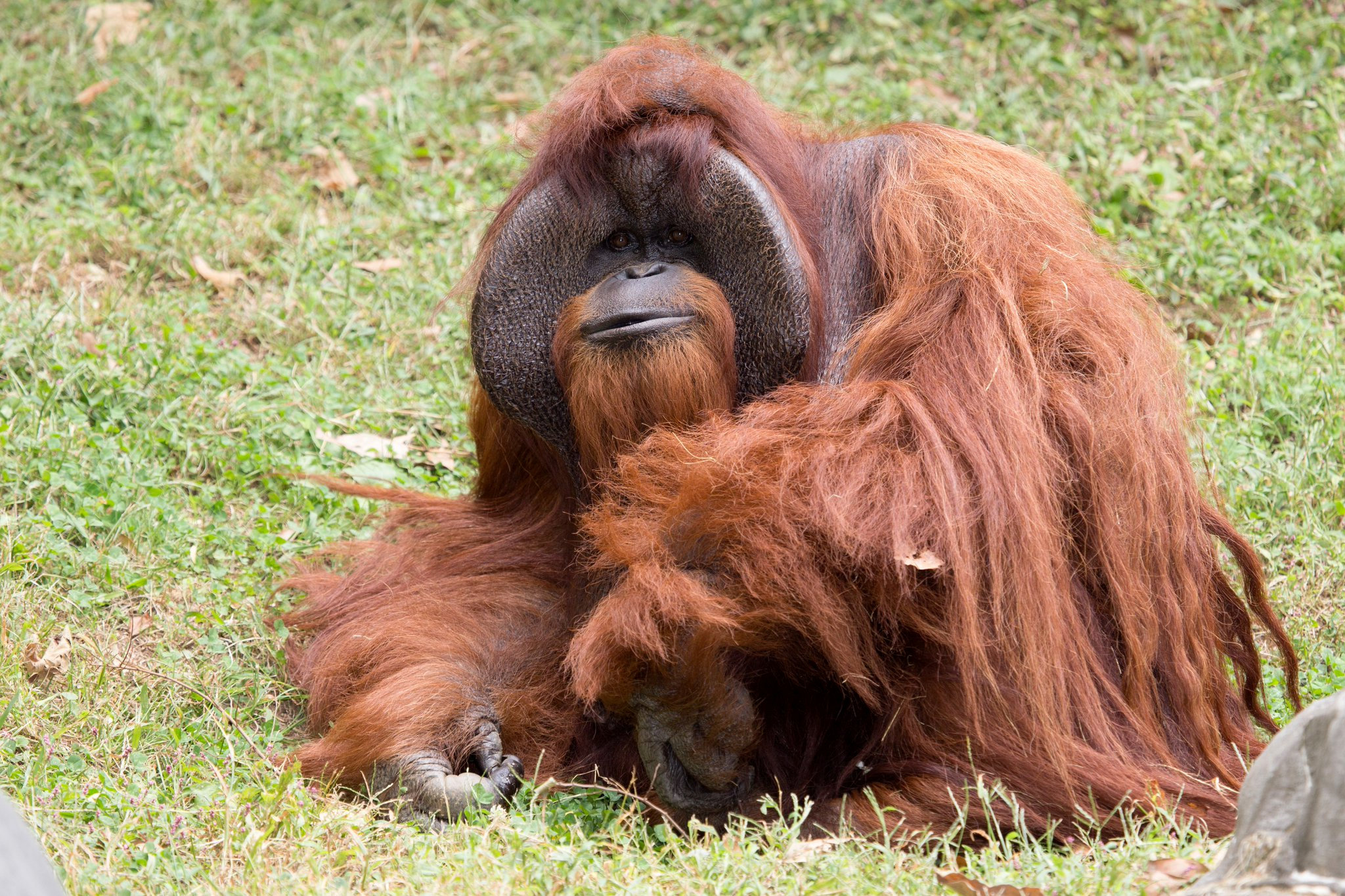 Muere Chantek, el orangután que se comunicaba por señas