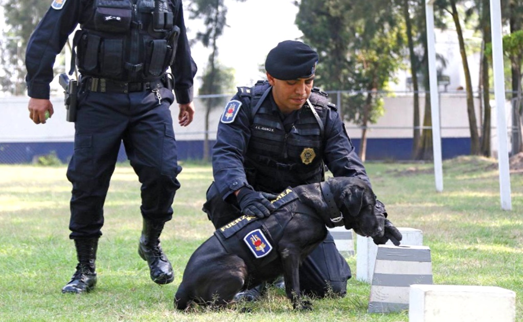 Police dogs, four-legged protectors of peace and security