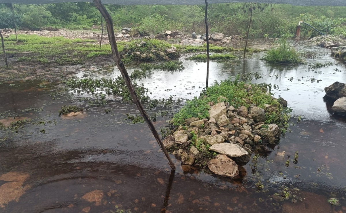 Lluvias causan graves daños a cultivos de hierbabuena y cilantro en Yucatán; preocupa alza en precios 