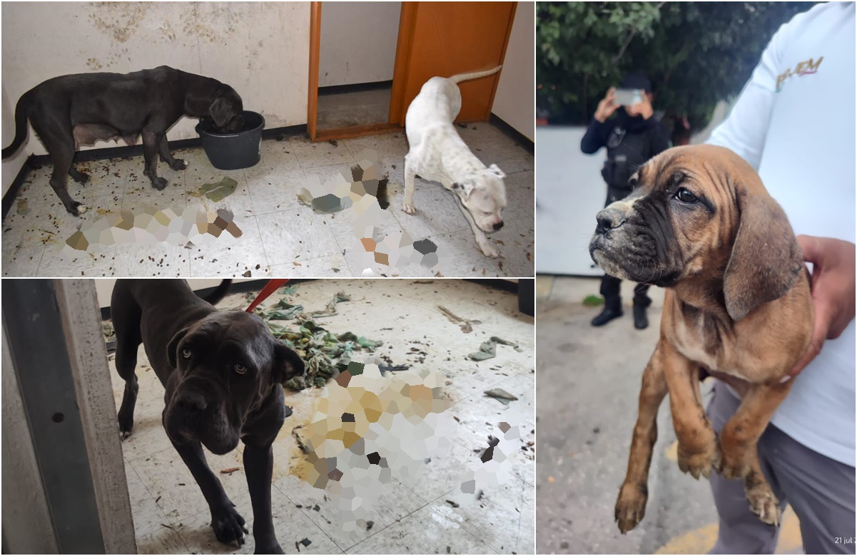 Entre excremento y trapos sucios rescatan a mascotas de agresores de maestra de kínder en Cuautitlán