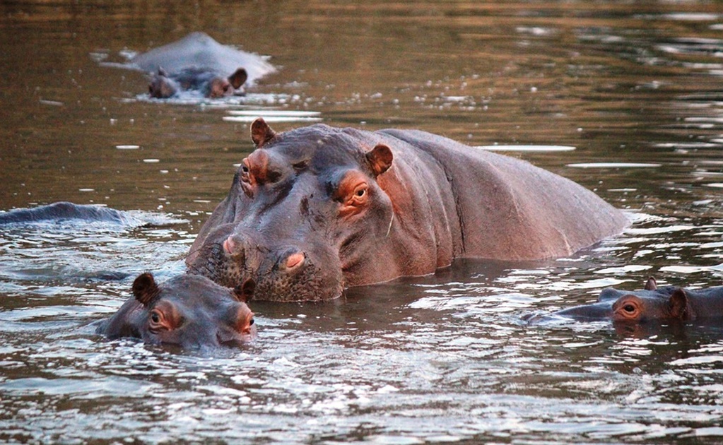 Esterilizan a 24 hipopótamos del legado de Pablo Escobar en Colombia