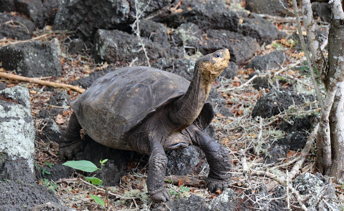 Encuentran tortuga en Galápagos que se creía extinta hace más de 100 años