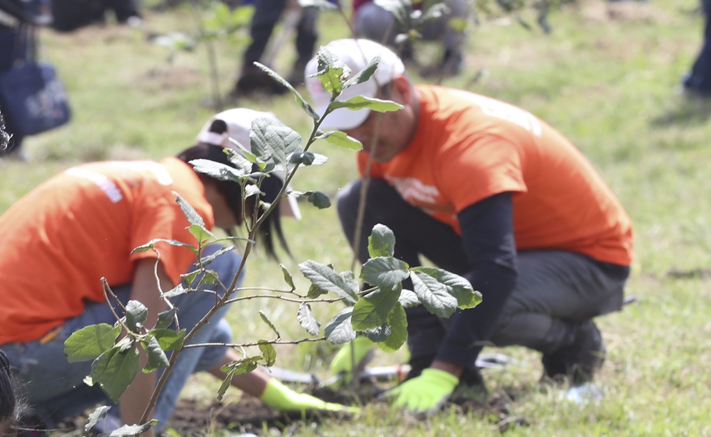 Sentencian a dos hombres a sembrar 3 mil árboles por ecocidio en Chiapas