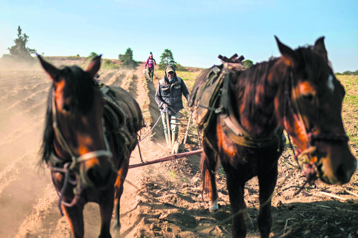 Predomina en el agro la gente mayor: Inegi