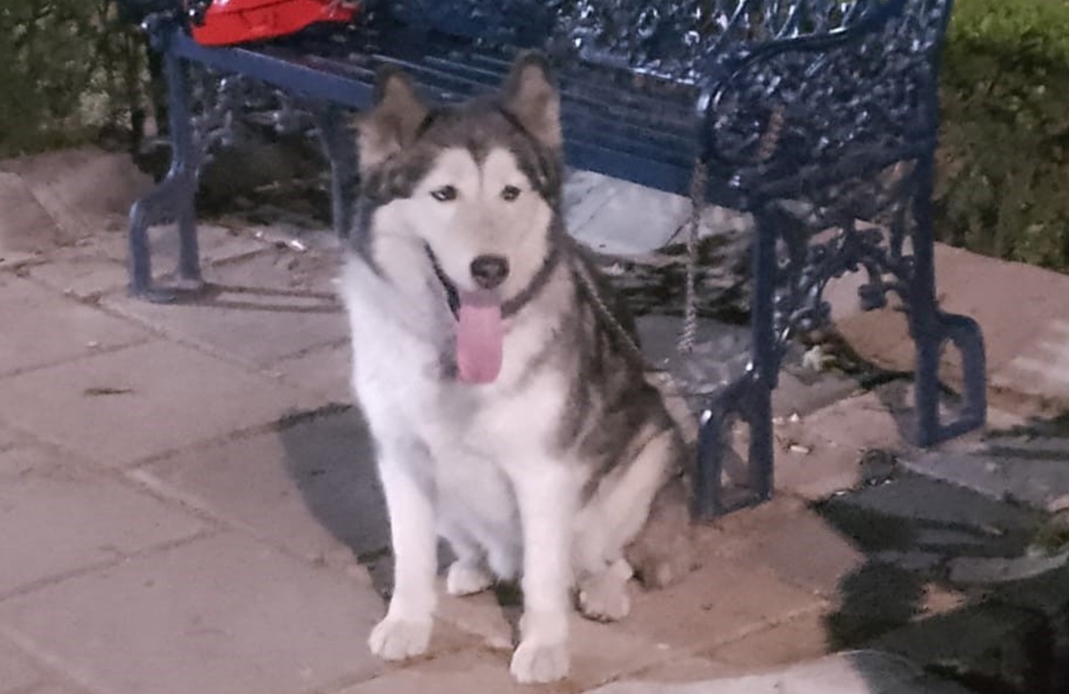 Abandonan a perrito Husky en un parque de la BJ; estaba “triste y sollozante”, dicen policías