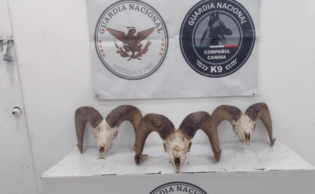 Guardia Nacional asegura tres cráneos de borrego cimarrón en Hermosillo, Sonora