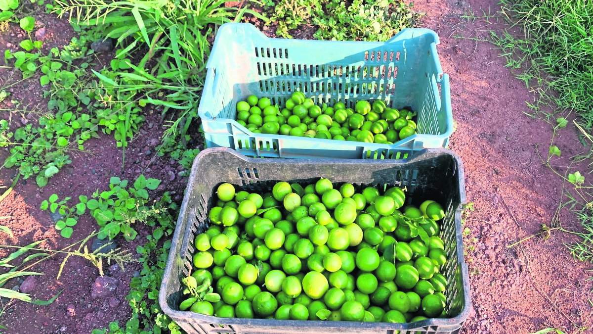 Investigan origen de las huertas limoneras