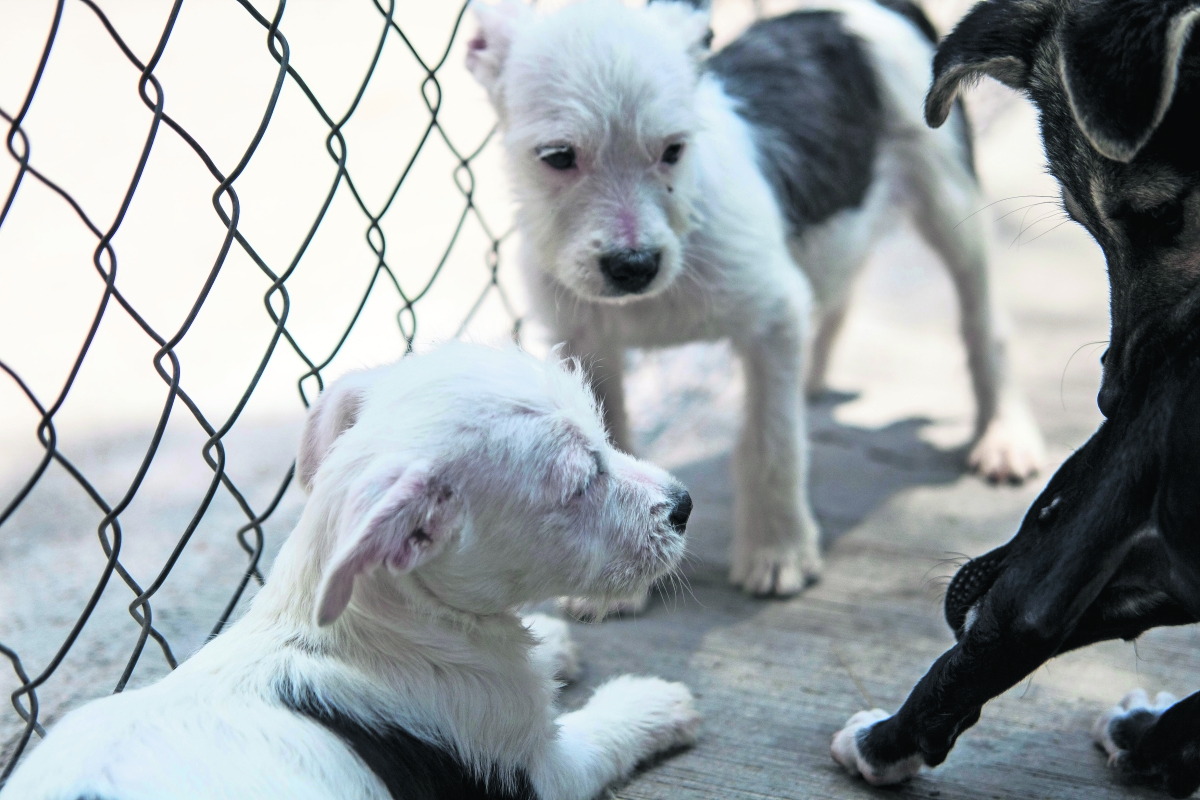 Reforma a ley de protección animal otorgará incentivos económicos a personas con refugios animales en CDMX