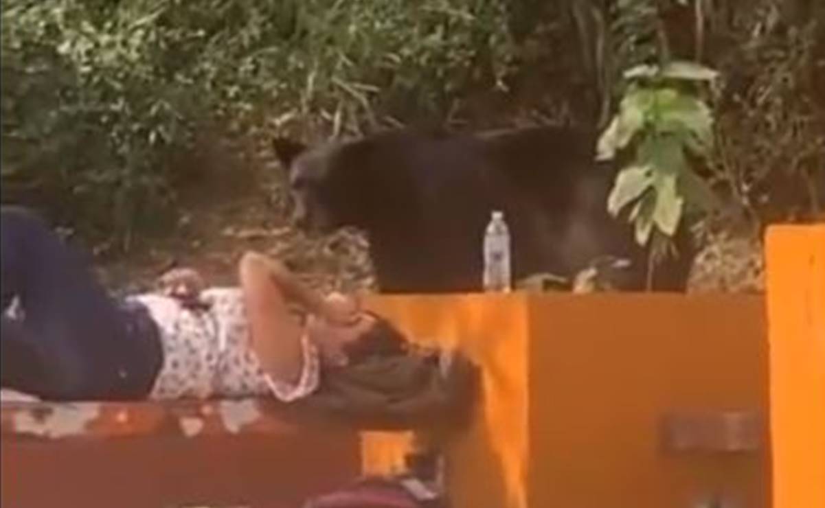 Video. Joven vivió momento de terror al ser sorprendida por oso; así reaccionó