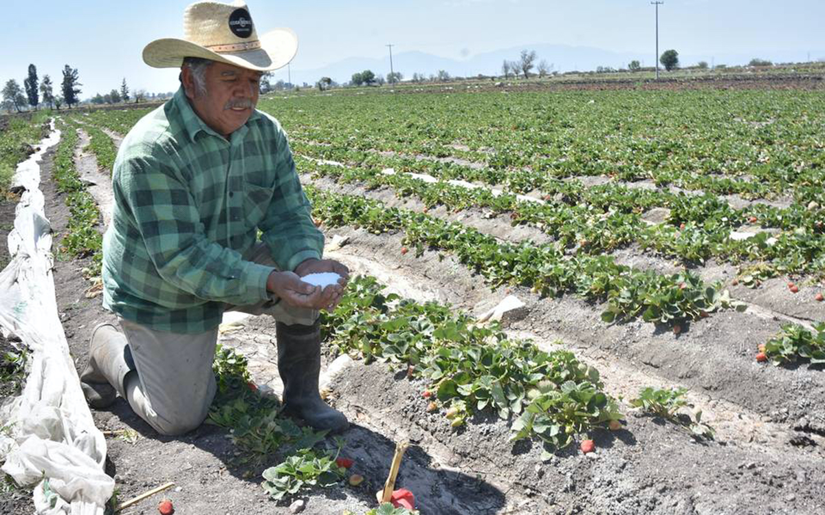 Los fertilizantes suben hasta 300%