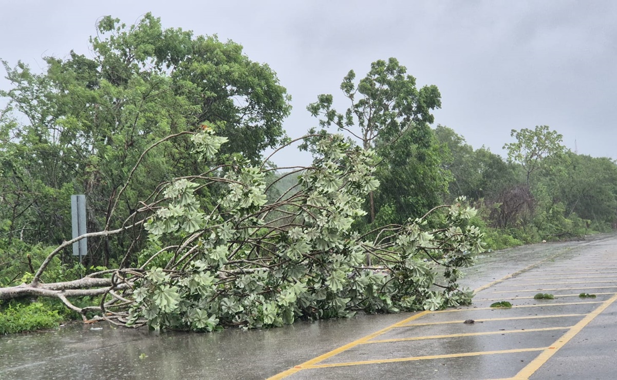 Fuertes vientos de Beryl dejan árboles y laminas tiradas a su paso por el oriente de Yucatán