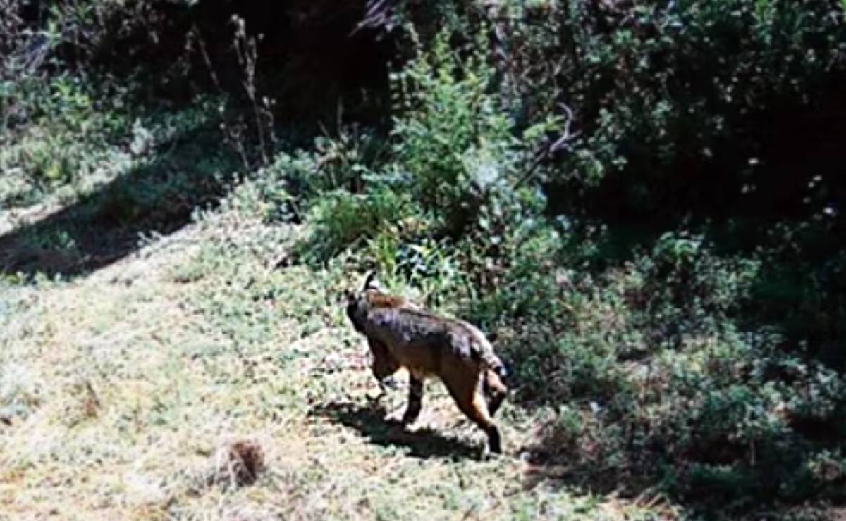 ¿Qué hacer si ves un animal silvestre en CDMX? Aquí te decimos