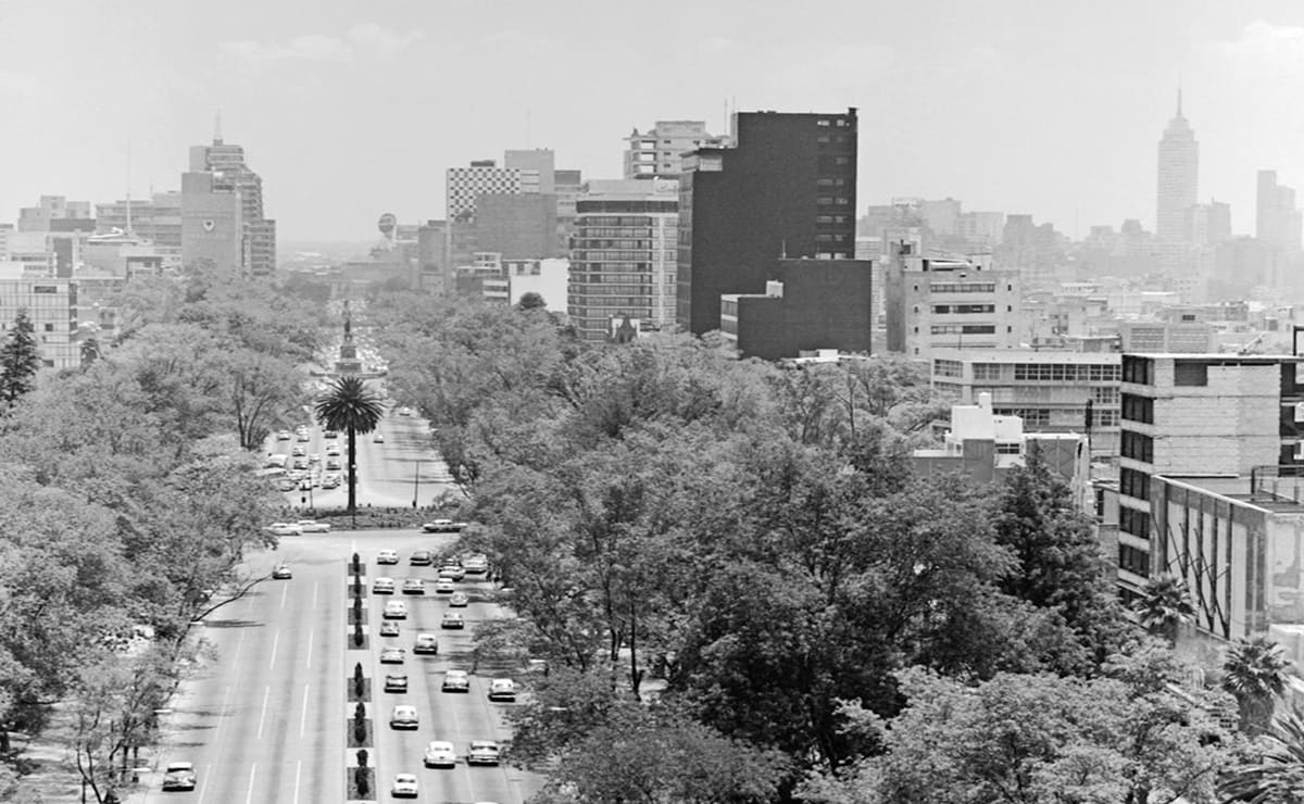 La Palma de Reforma: el adiós llega tras más de 100 años