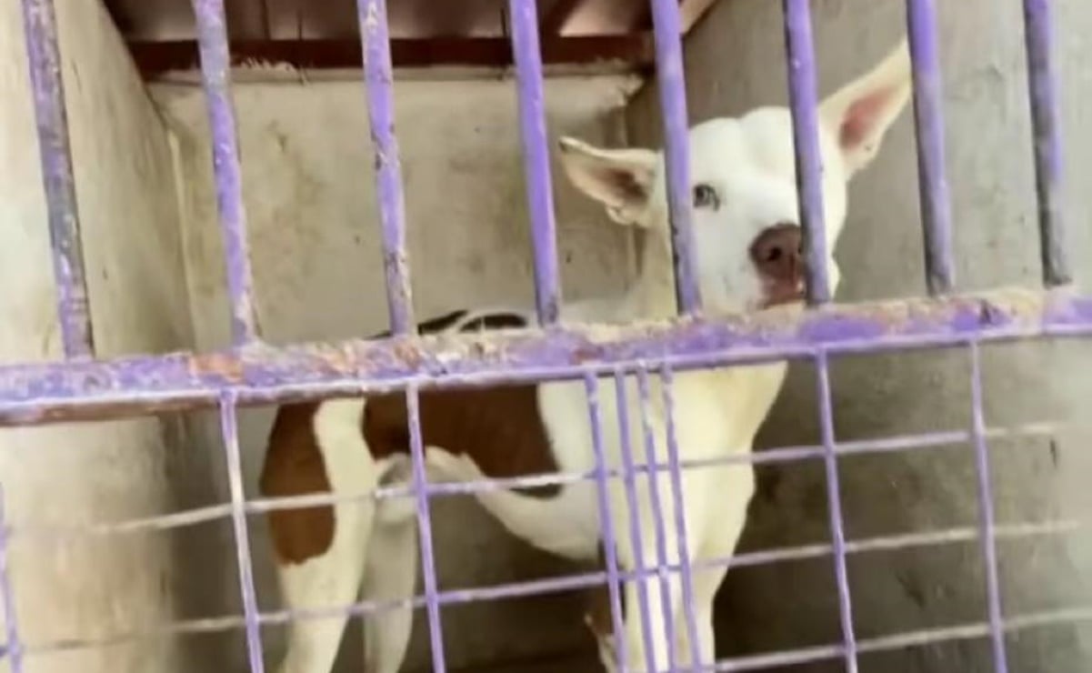 Denuncian insalubridad y maltrato en centro de resguardo de mascotas en Nuevo León
