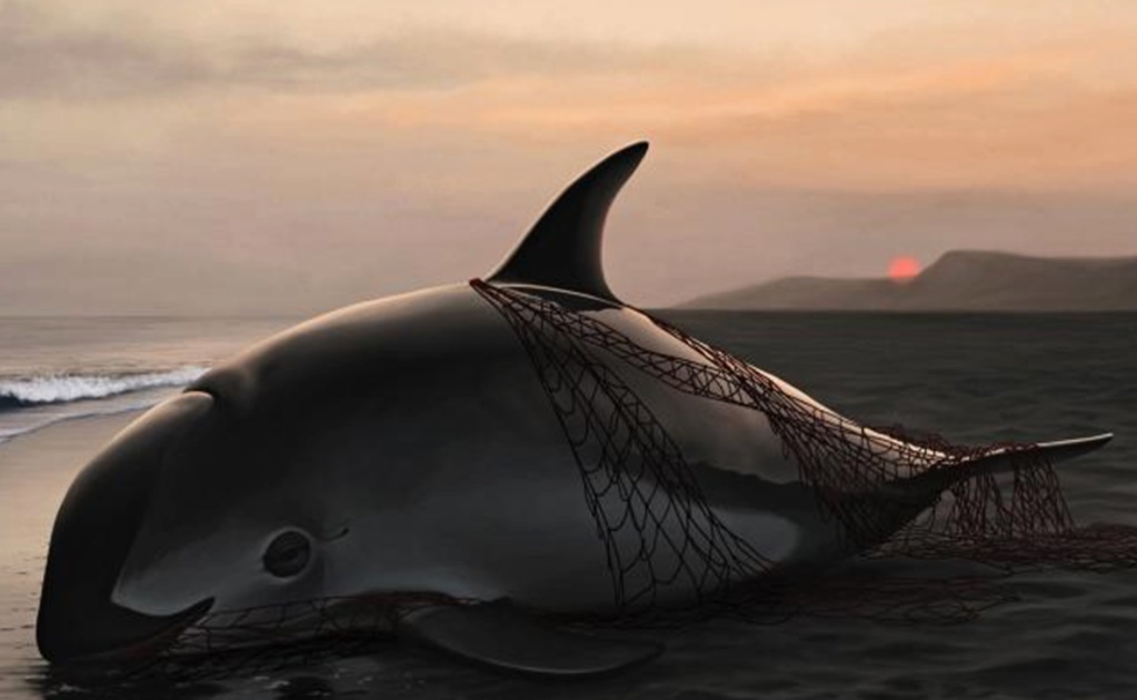 Ir contra pesca ilegal salvaría a vaquita marina: expertos