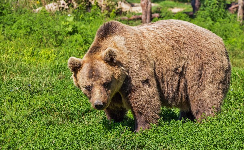 Cazador muere luego de que un oso se le abalanzara tras haberle disparado 