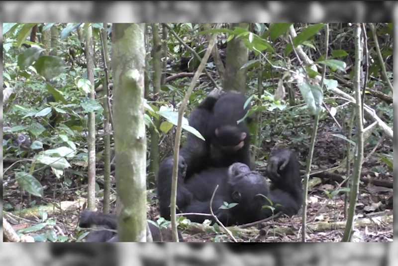 Chimpancés se viralizan por jugar al “avioncito”