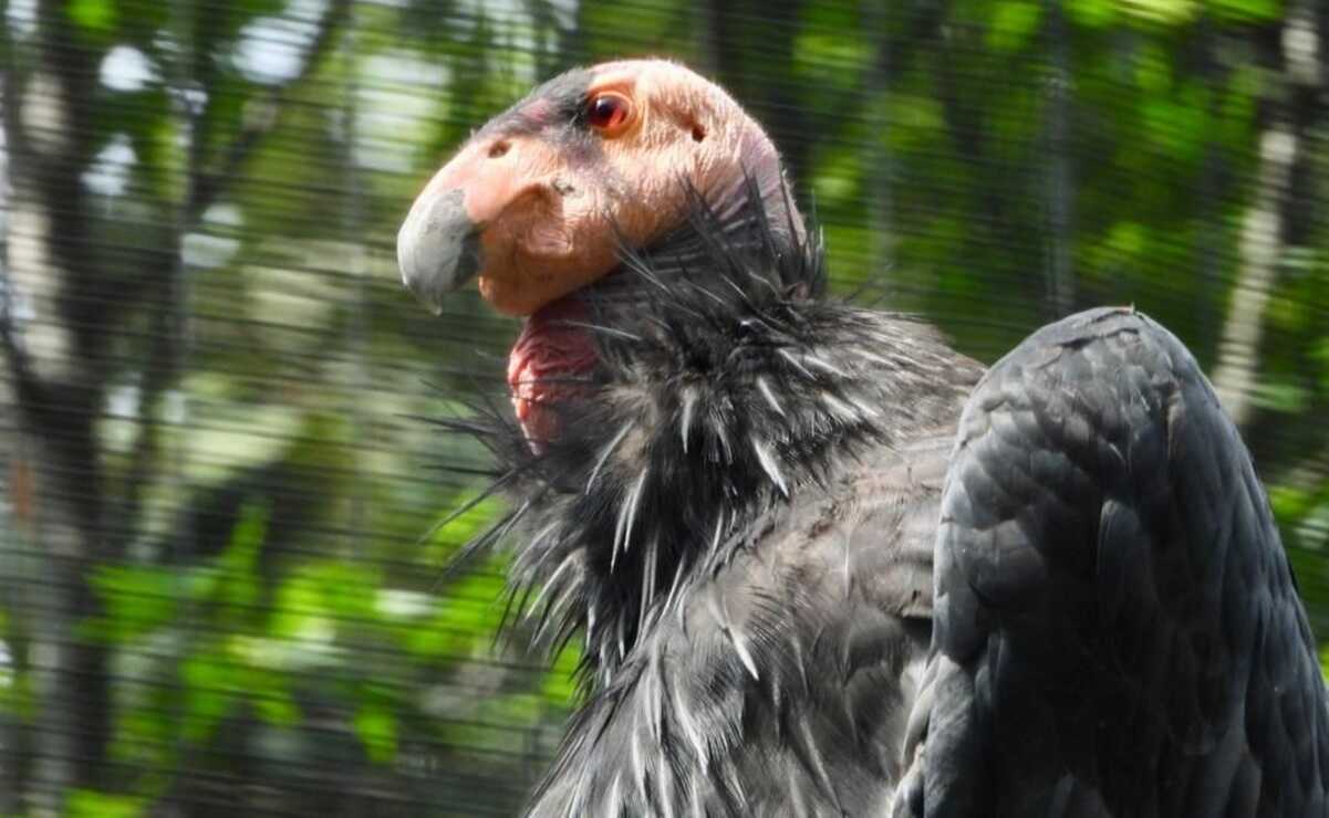 Trasladarán 4 cóndores del Zoológico de Chapultepec a Baja California para su reproducción 