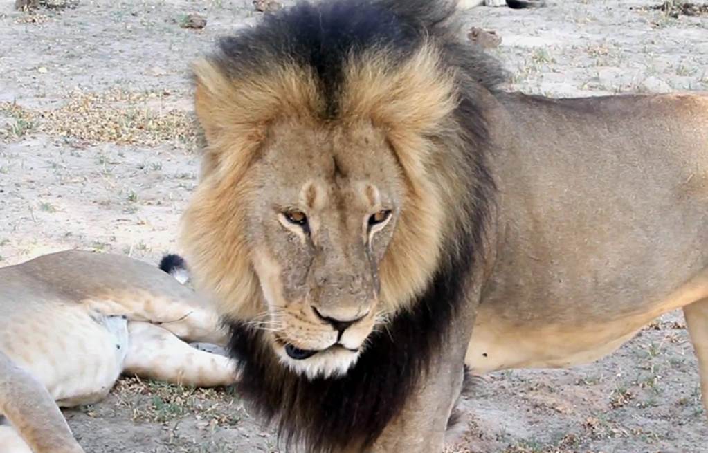 Zimbabue investiga caza ilegal de un segundo león