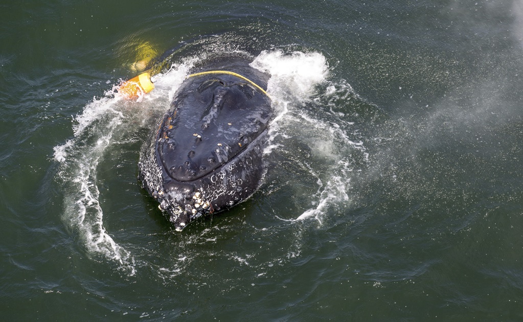 Rescatistas liberan a ballena enredada en líneas de pesca en California