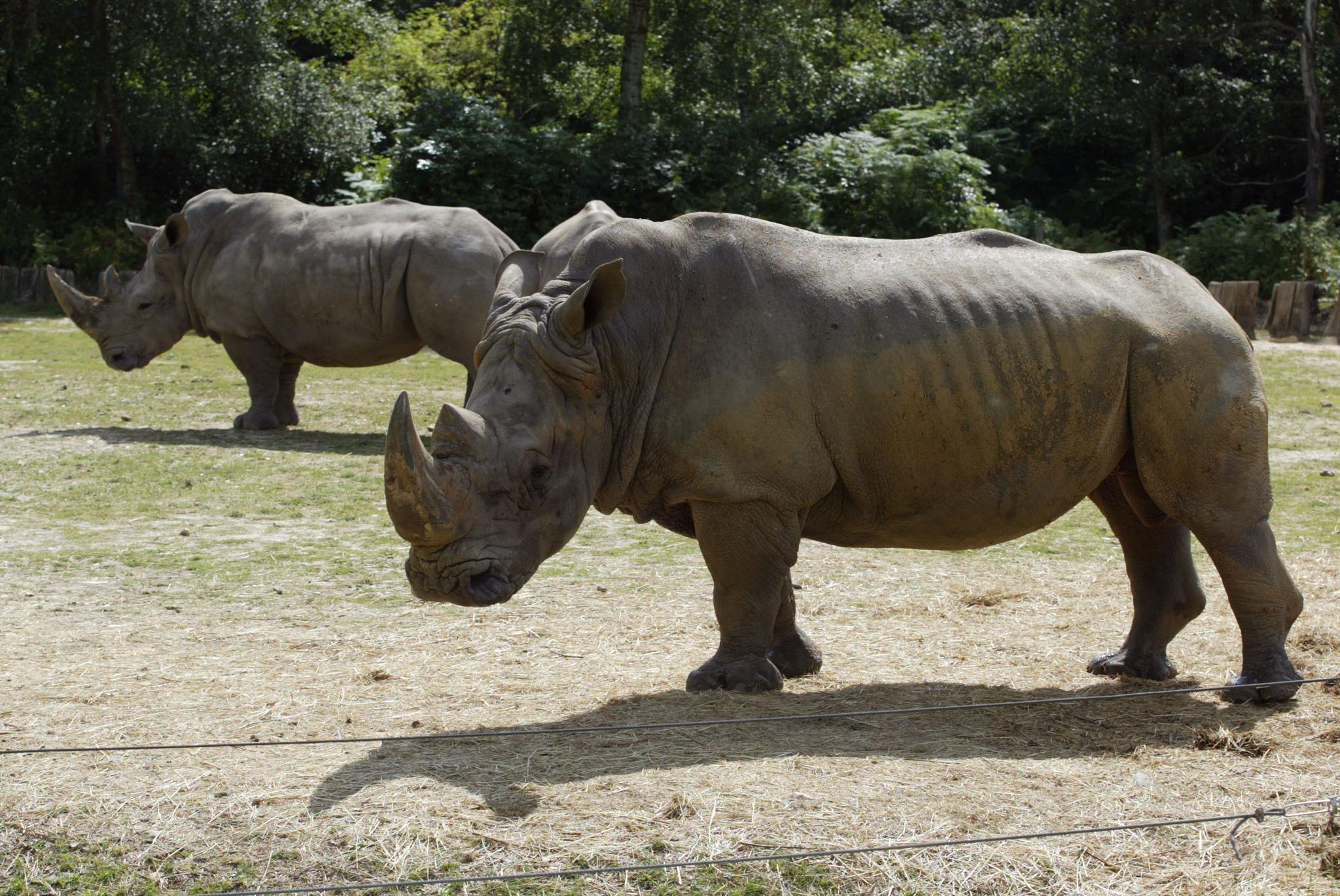 Cazadores irrumpen zoo en Francia; matan a rinoceronte y cortan su cuerno