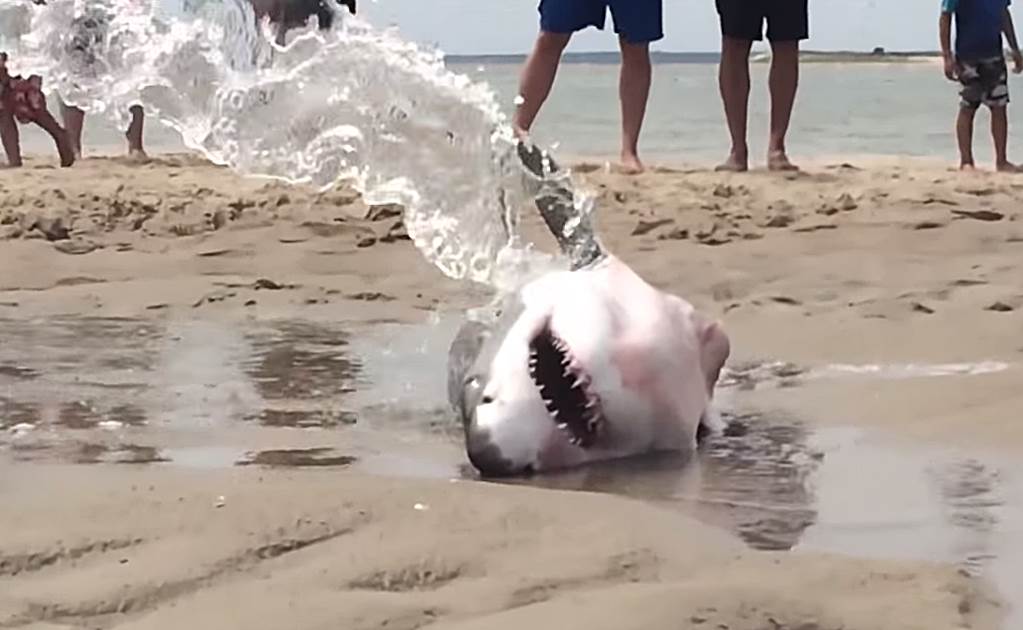 Bañistas salvan a tiburón blanco varado en playa de EU